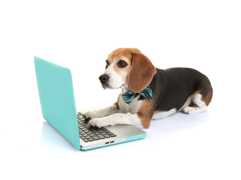 puppy on computer